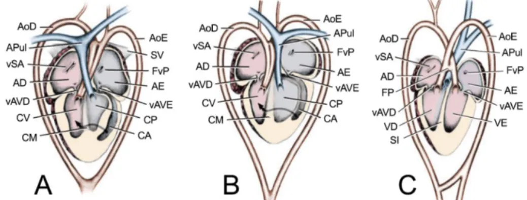 Figura  1.  Esquema  ilustrativo  dos  diferentes  padrões  cardíacos  reptilianos.  (Adaptado  de  Mitchell &amp; Tully, 2016) 