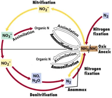 Figure 5 - Biogeochemical cycle of nitrogen (adapted from Nunes 2007)