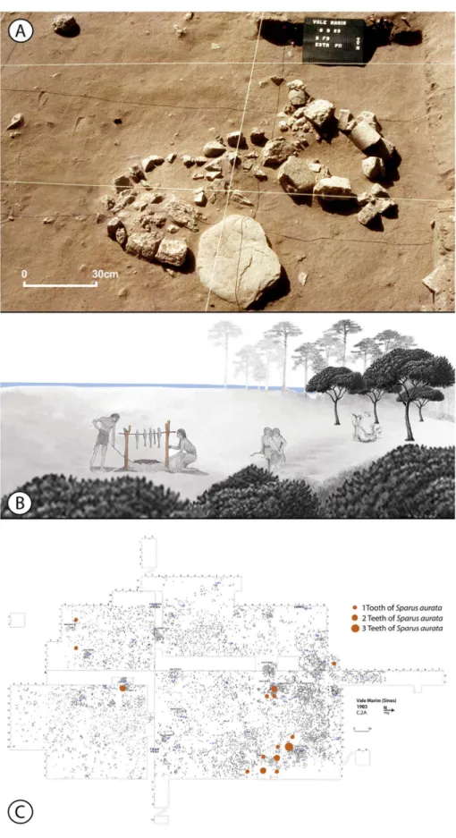 Fig. 9. A-The domestic structure FIX/q11 contained Sparus aurata molar teeth and was composed by a ﬁreplace with ﬁre-cracked cobbles packed into sandy-grey sediment with ash traces (ﬁrst plan) linked to a stoned post hole (second plan)