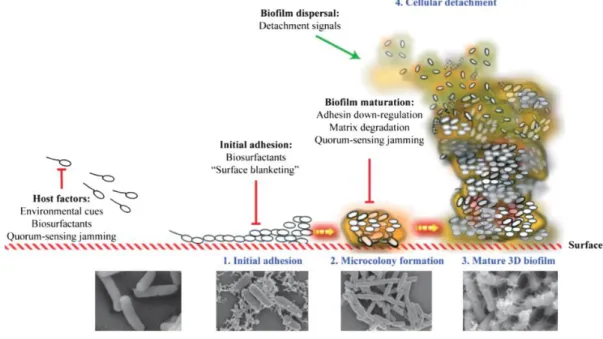 Figure 2.1. Illustration of the process of biofilm formation and scanning electron microscopy images representative  of each steps 26 