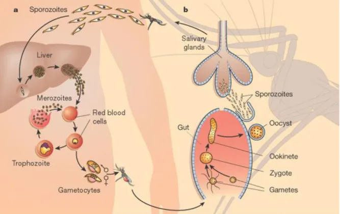 Figure 2 | Malaria life cycle. The model represents the different stages of Plasmodium in both  human (on the left) and mosquito (on the right) hosts