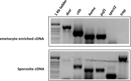 Figure 6 | Expression of genes involved in translational  repression. Reverse Transcriptase PCR showing homu 