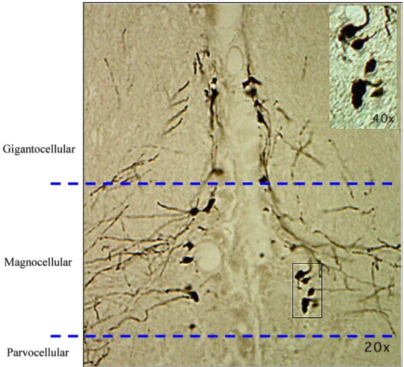 Fig. 1. A cross section of the forebrain of P. parvicornis. Dashed lines provide an approximate delineation of three divisions of the preoptic area of the hypothalamus as identiﬁed in this study