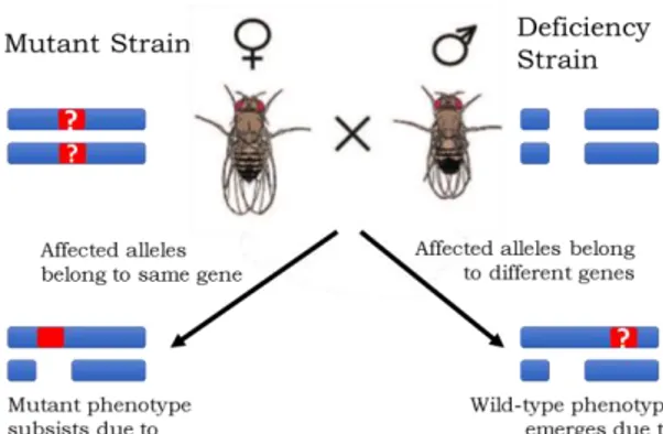 Figure i. Schematic of a complementation test using a deficiency  line. If the deleted portion of DNA in the deficiency line includes  the mutated gene of the mutant strain, offspring will most likely  exhibit the mutant phenotype