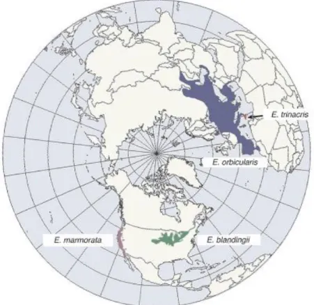 Figure 1.2: Global distribution of the genus Emys, in Spinks &amp; Shaffer (2009). 