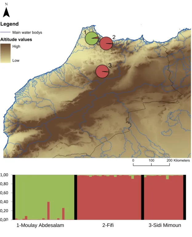 Figure  2.2:  Top:  A  spatial  representation  of  the  genetic  structure  found  in  Morocco  for  k=2