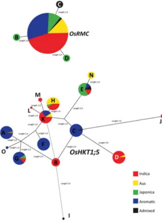 Figure 2 Distribution of the observed haplotypes in genes OsRMC and OsHKT1;5. The size of the circles is proportional to haplotype frequency, and the length of the connecting lines is proportional to the number of mutation steps between genotypes and their