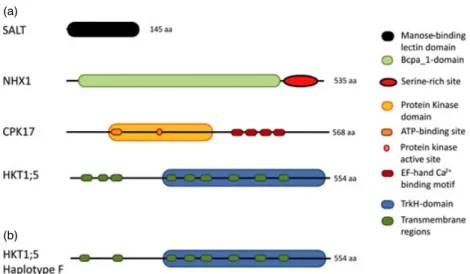 Figure 4 Schematic representation of the domains present in the studied proteins. All domains, except the serine-rich site, were identified using InterProScan