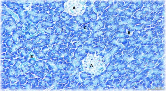 Figura 9: esquema representativo da estrutura de um ácino pancreático  (segundo Junqueira &amp; Carneiro, 2013)