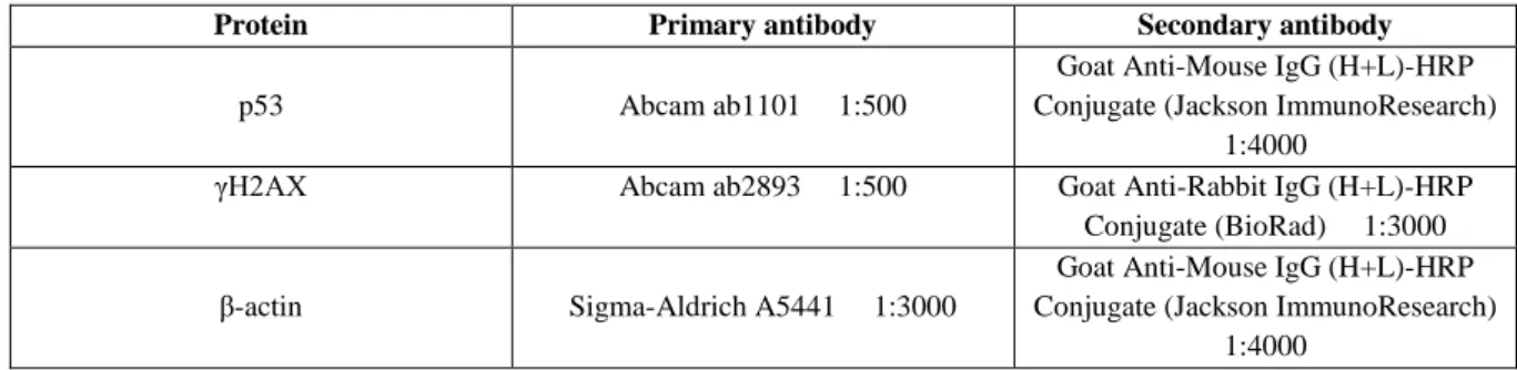 Table  3.3:  Protein-specific  antibodies  used  in  western  blot.  The  proteins  of  interest  are  p53  and  γH2AX,  while  the  housekeeping protein is β-actin