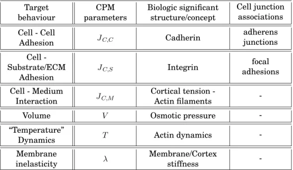Table 1.2: CPM - Biology Summary. Target behaviour CPM parameters Biologic significantstructure/concept Cell junctionassociations Cell - Cell