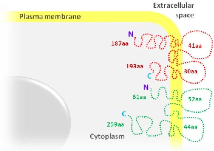 Fig. 2. S Si im mp pl li if fi ie ed d   m mo od de el l   o of f   t tr ri ic ce el ll lu ul li in n   ( (T TR RI IC C) )   s st tr ru uc ct tu ur re e   a an nd d   m me em mb br ra an ne e   f fo ol ld di in ng g