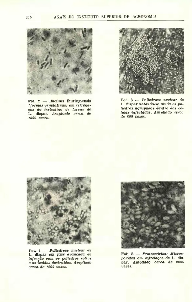 Fot. 2 — Bacillus thuringiensis  (formas vegetativas) em esfrega-  ços do instestino de larvas de  L
