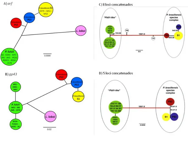 Figura  5.  Genealogias  individuais  geradas  para  os  2  loci  gênicos  estudados  correspondentes  aos  genes  arf  (A)  e  gp43  (B)