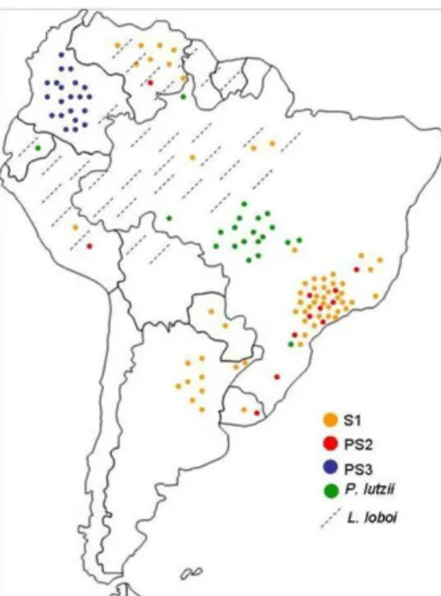 Figura 8. Distribuição geográfica do complexo de espécies filogenéticas do gênero Paracoccidioides e sua  espéce irmã L