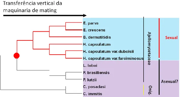 Figura  1:  Distribuição  filogenética  das  espécies  constituintes  da  família  Ajellomycetaceae,  baseado  na  filogenia da região ITS + 5.8 S (Teixeira et al., 2009)