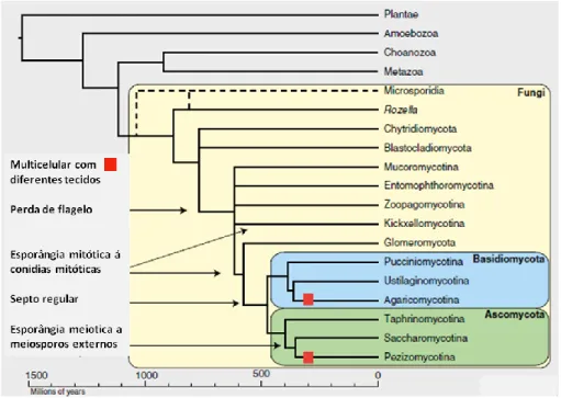 Figura  1.  Representação  filogenética  dos  fungos  baseada  em  199  táxons  e  6  loci  gênicos  (James  et  al.,  2006)