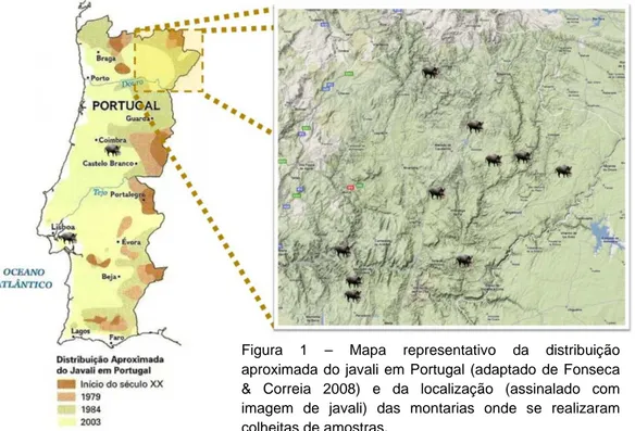 Figura 1  –  Mapa representativo da distribuição  aproximada do javali em Portugal (adaptado  de Fonseca 