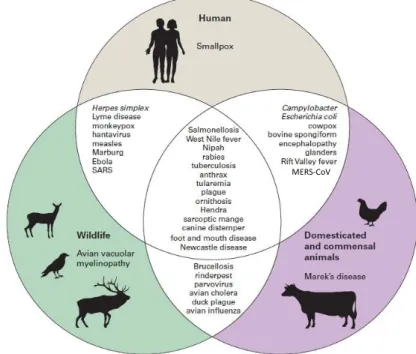 Figure  5  –  Examples  of  linkages  between  important  diseases  of  wildlife,  domestic  animals  and  humans