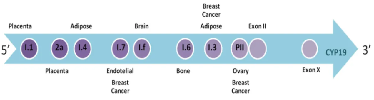 Figure 3: Aromatase Gene – CYP19 