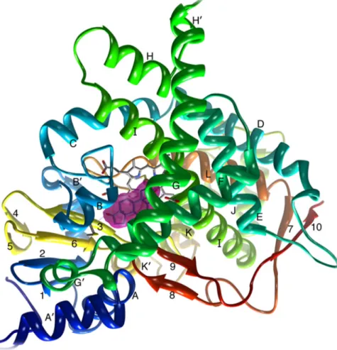 Figure  4:  Tertiary  structure  of  aromatase  isolated  from  human  placenta.  Colored in dark blue is  the  N  terminus,  starting  at  residue  45,  and  colored  in  red  is  the  C  terminus  ending  at  residue  496