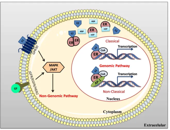 Figure  8:  Schematic  representation  of  ER  signaling  pathways.  In  genomic  signaling  of  ER,  considering  the  classical  pathway,  the  ER  binds  directly  to  the  DNA,  to  the  ERE  region,  recruiting   co-regulators