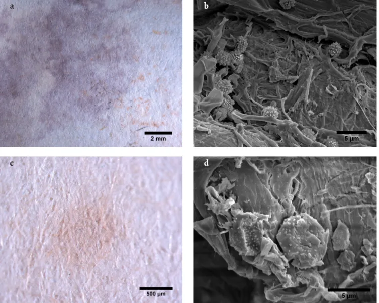 Figure 4. Stereo microscopy images of stains and SEM images of the respective fungal structures observed on document D2: a) stain D2-A under the  stereo microscope; b) SEM image of conidia observed on the purple area of sample D2-A; c) stain D2-D under the