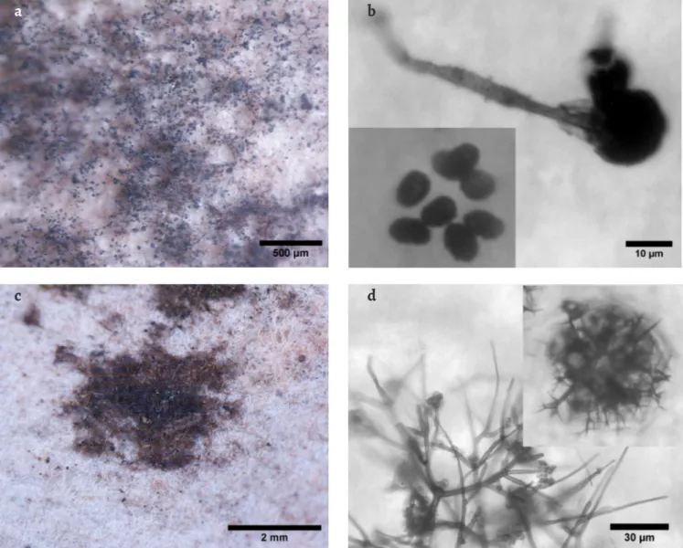 Figure 5. Stereo microscopy images of stains and OM images of the respective fungal structures observed on document D3: a) stain D3-A under the  stereomicroscope; b) OM image of conidiophore and conidia (lower left corner detail) of Stachybotrys chartarum 