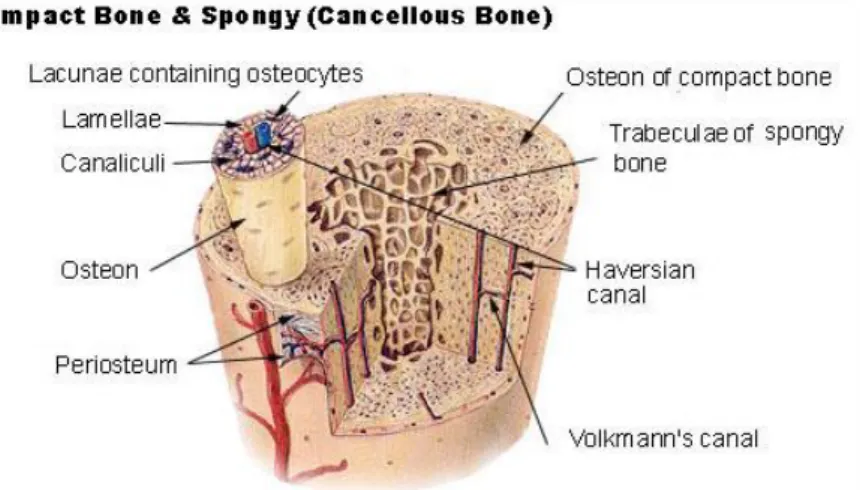 Fig. 3.1. Bone representation [25] 