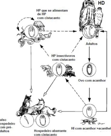 Figura 2 - Ciclo de vida de Centrorhynchus aluconis (adaptado de Krone &amp; Cooper, 2002)