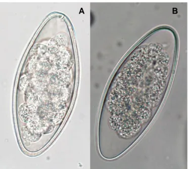 Figura 13 - Ovos de Aspiculuris sp.; ampliação 400x; 92,5x22,5µm; A) ovo em  E. caeruleus; B) ovo  em S
