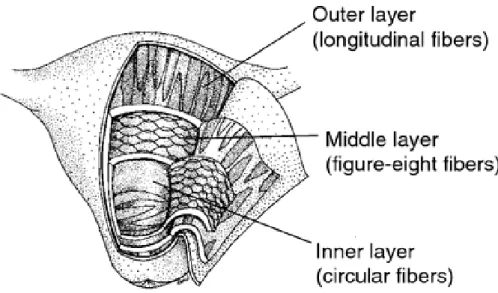 Figure 2.2: Orientation of the fibres of the three layers of the myometrium. From [Murray et al., 2006].