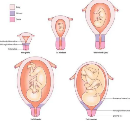 Figure 2.4: Frontal view of the uterus showing the location and extent of the body, isthmus and cervix in the non-gravid and gravid uterus at different stages in  gesta-tion