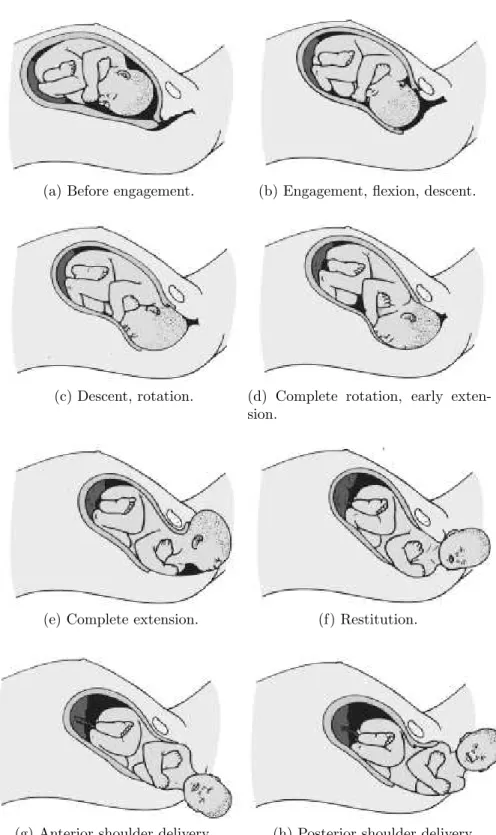 Figure 2.6: Cardinal movements during labour. Adapted from [Gabbe et al., 2007].