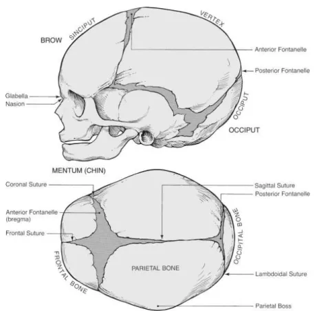 Figure 2.8: Landmarks of foetal skull for determination of foetal position. Adapted from [Gabbe et al., 2007].