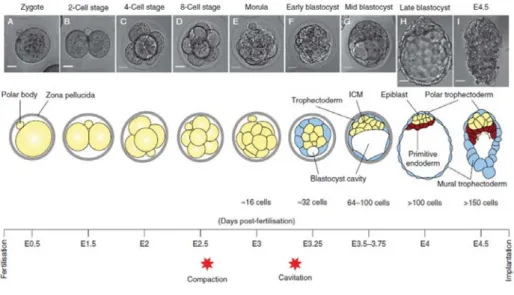 Fig I.1 Preimplantation mouse development and the first cell fate decisions.  At the 8-cell stage the  embryo undergoes compaction, which generates differences both in position and intercellular  contacts among morula cells
