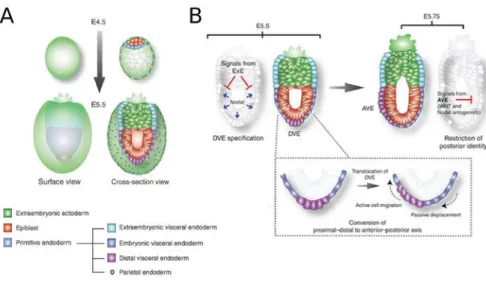 Fig I.2 Proximo-Distal (PD) and Antero-Posterior (AP) axis formation. A. Schematic representation  of cell lineages and their spatial relationship in an implanting blastocyst (E4.5) and early egg  cylinder stage embryo (E5.5)