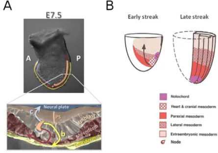 Fig I.3  Ingression of epiblast cells through the primitive streak (PS) and mesodermal lineage  allocation during mouse gastrulation