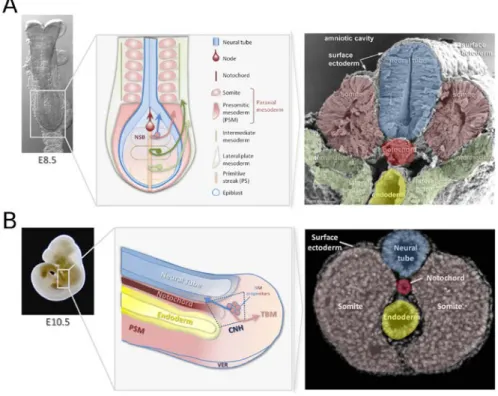 Fig I.4 Axial extension during early organogenesis (A) and tail bud stages (B). Body axis extension  occurs progressively by the sequential addition of new tissue produced by axial progenitors to the  embryonic caudal end