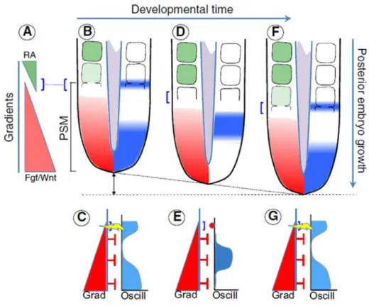Fig I.5 Clock-and-Wavefront model of somitogenesis. As development progresses, the presomitic  mesoderm (PSM) becomes compartmentalized in a rostral to caudal sequence into epithelial  segments – the somites