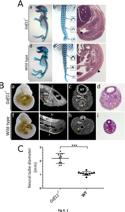 Fig II. 1 