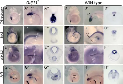 Fig II.2  Gdf11 -/-   tails show abnormal gene expression patterns (part  I).  Genes associated to  undifferentiated tail tissues and NMP-containing regions were analyzed in Gdf11 -/-  (A-A’’, C-C’’,  E-E’’, G-G’’) and wild type (B-B’’, D-D’’, F-F’’, H-H’’