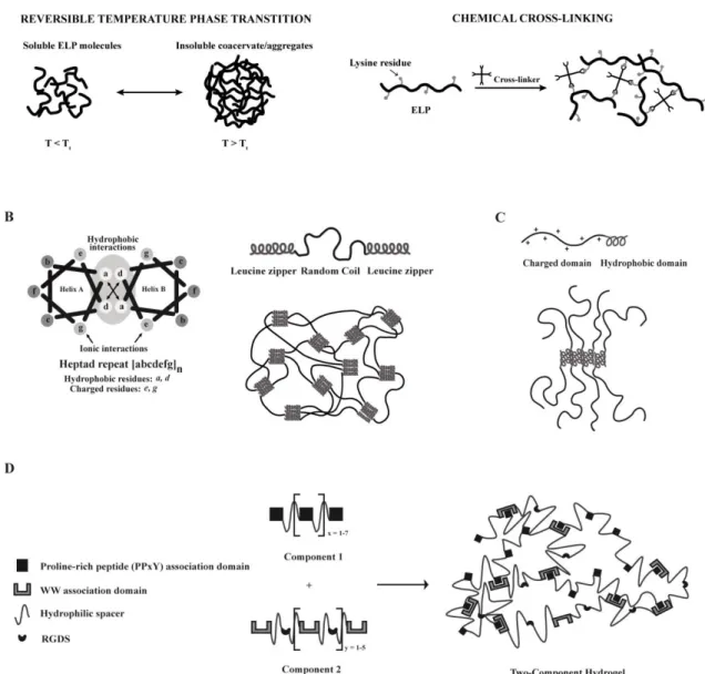 Figure  1.  Engineered  protein-based  self-assembled  hydrogels.  A)  Self-assembly  of  elastin-like  polypeptide  (ELP)-based  hydrogels