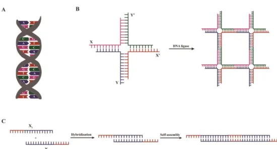 Figure 3. DNA-based self-assembled hydrogels. A) Two complementary single strands hybridize,  based  on  Watson-Crick  base  pairing  rules  -  adenine  (A)  with  thymine  (T)  and  guanine  (G)  with  cytosine (C) – forming a double-stranded DNA molecule