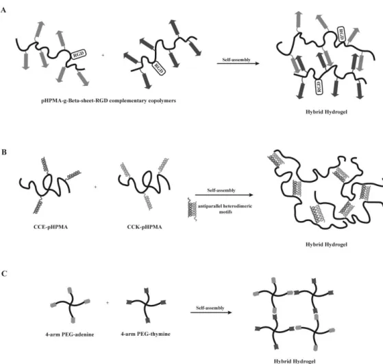 Figure 4. Hybrid hydrogels. A) Hybrid hydrogels based on pHPMA-g-β-sheet-RGD complementary  copolymers