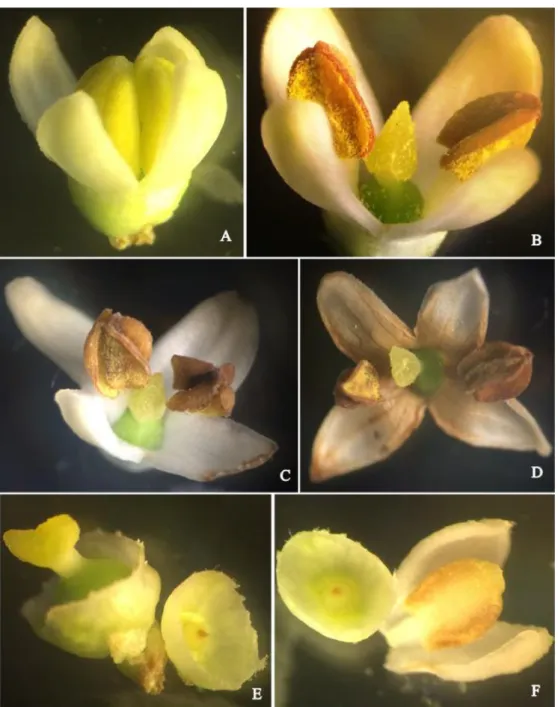 Figura 1 – Flores de oliveira (Olea europaea) - A, B, C, D) Flor hermafrodita em diferentes estágios de antese; 