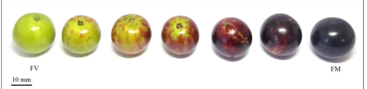 Figura 4. Padrão de alteração de coloração em frutos de jabuticabeira (Plinia peruviana), sob as condições  de cultivo da Depressão Central do RS, ao longo do período de maturação