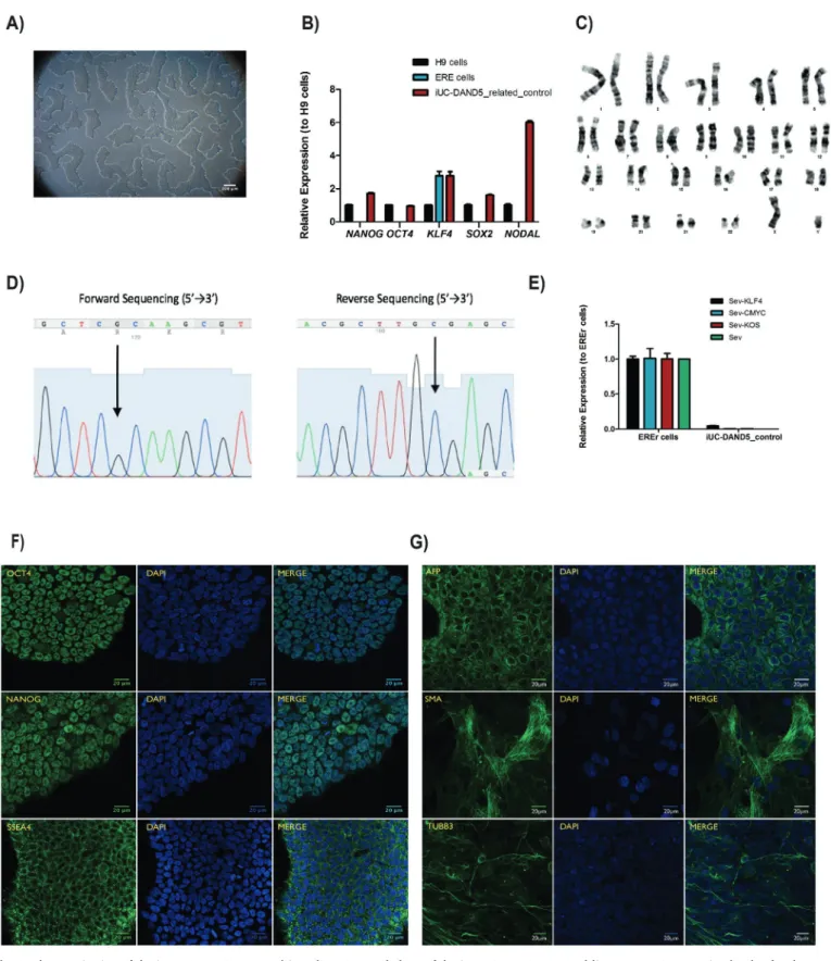 Fig. 1. Characterization of the iUC-DAND5_455/control iPSC line. A. Morphology of the iUC-DAND5_455/control line