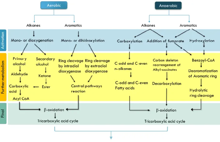 Figure  3  -  Principles  of  the  degradation  of  hydrocarbons  by  aerobic  and  anaerobic  pathways  in  a  scheme,  adapted from Sierra-Garcia &amp; de Oliveira, 2013