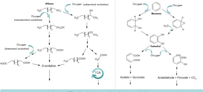 Figure  4  -  Aerobic  degradation  pathways  of  aliphatic  and  aromatic  hydrocarbons,  alkane  and  benzene  molecules, adapted from Hassanshahian &amp; Capello, 2013